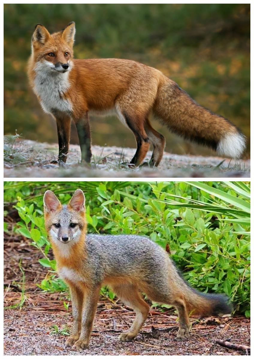 Appalachian Red and Gray Fox Species