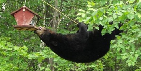 Bear and bird feeder 