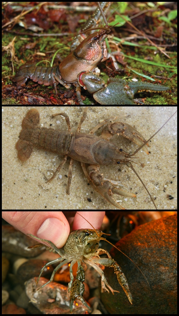 Crayfish species