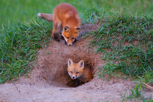 Appalachian red fox kits in den