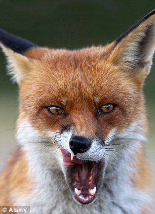 Appalachian red fox with mouth open