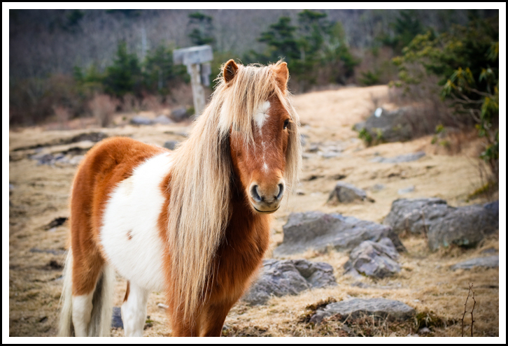 Grayson Ponies