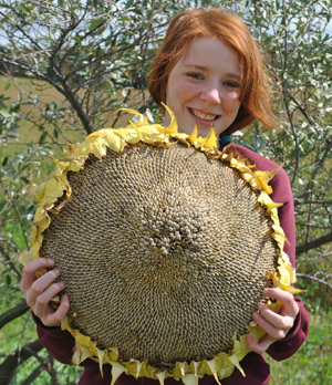 Mammoth Russian sunflower