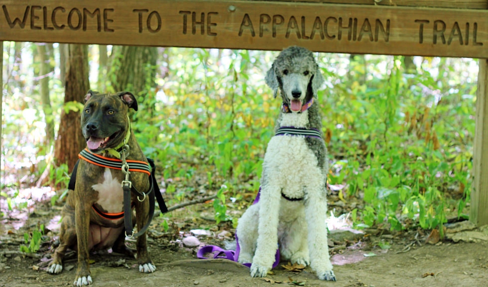 Dogs on the Appalachian Trail