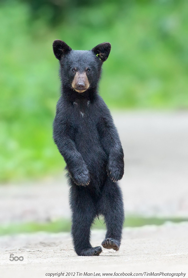Black bear standing