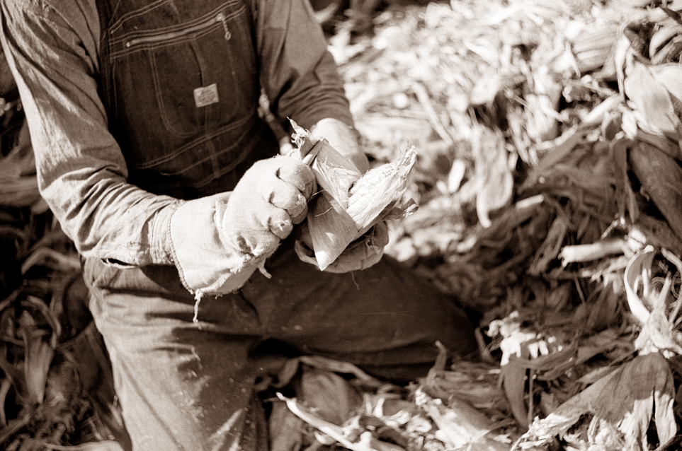 child shucking corn