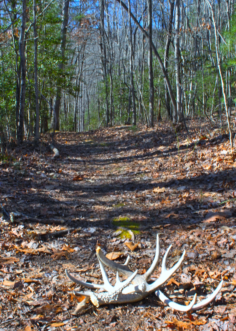 finding sheds in the Appalachian woods