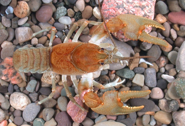 Grandfather mountain crayfish