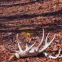 Find deer sheds in the Appalachian woods