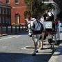 Appalachian horse-drawn carriage rides