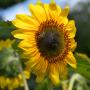 close up of sunflower