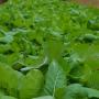 planting greens, greens garden, garden, gardening, appalchians