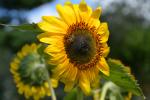 close up of sunflower