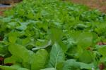 planting greens, greens garden, garden, gardening, appalchians