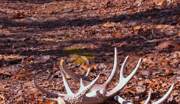 finding sheds in the Appalachian woods